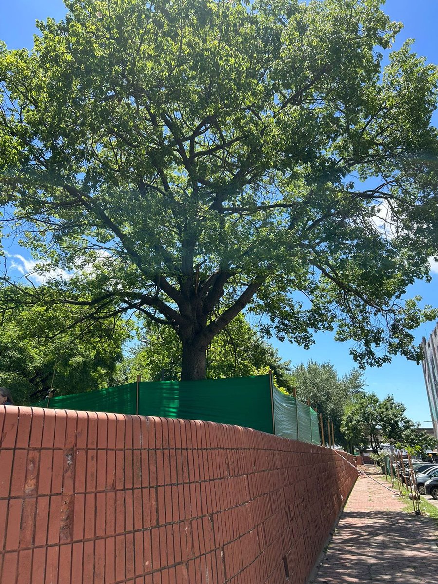 silviacab's tweet photo. @gcba buenos días, desde el viernes en la plaza Malvinas están haciendo arreglos que nadie del barrio solicitó y no tienen permiso de habilitación han hecho destrozos tanto es que hasta el riego artificial lo han arrancado, adjunto pruebas https://t.co/uRuwvTds3C