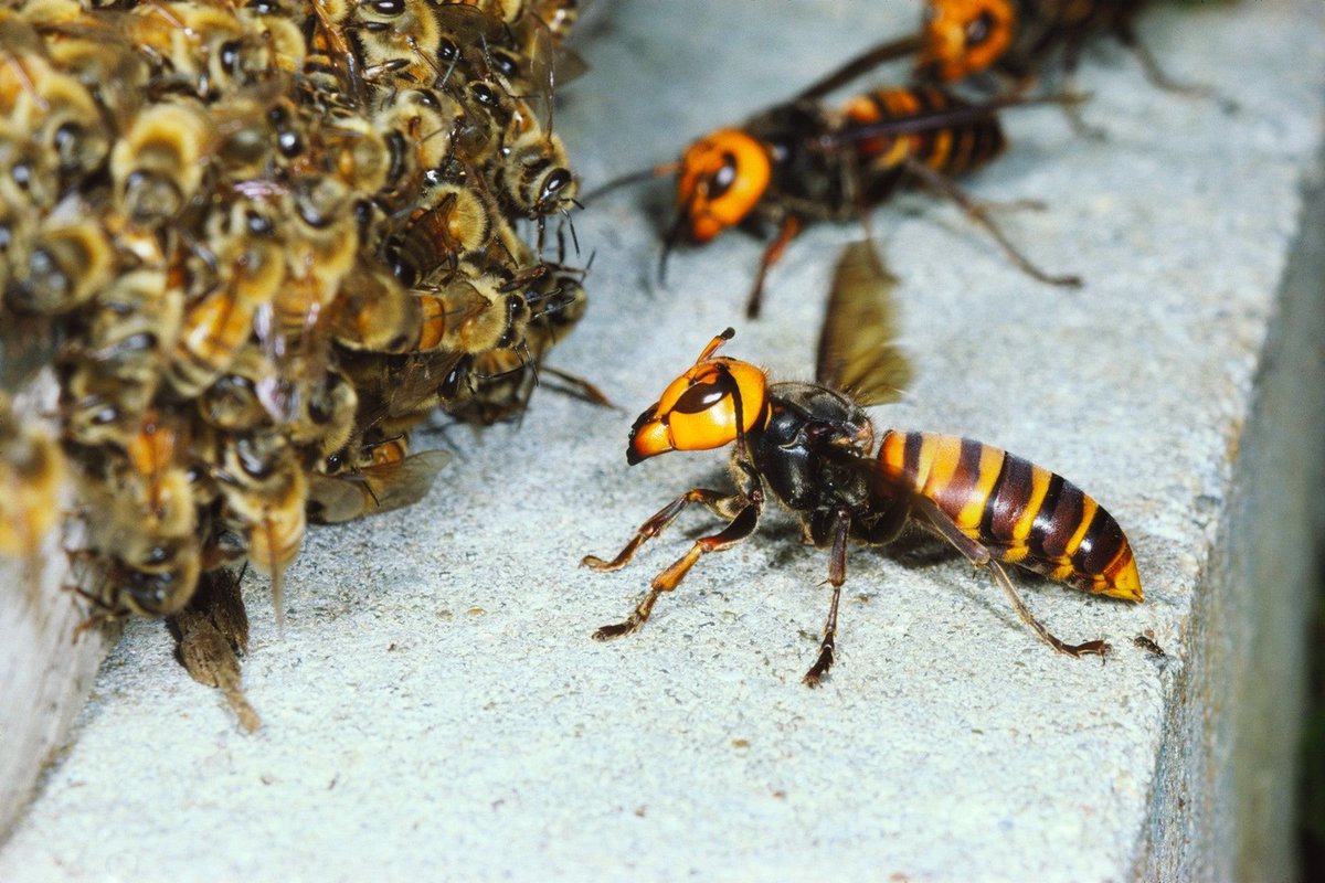 Lotus__Roots's tweet photo. Japanese honey bees have a unique method for defending against giant hornets—they swarm the predator and vibrate to create heat, essentially "cooking" the intruder! #JapaneseHoneyBee #NatureDefense https://t.co/9YxRtMyMXM