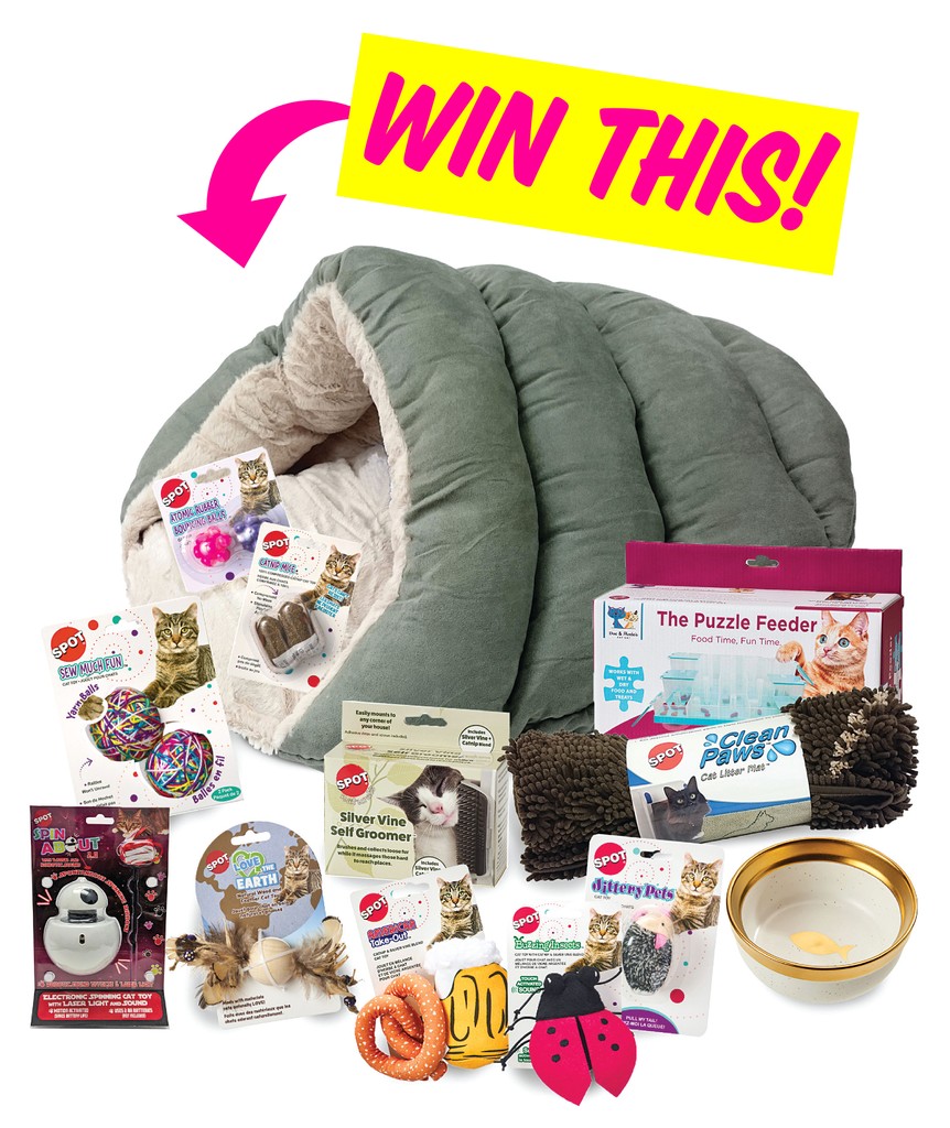 ModernCatMag's tweet photo. Spoil your #feline! Win the ultimate cat gear prize bundle from @EthicalPet! Includes a large assortment of toys, treats, and accessories for your kitty! 🐾

Enter now: https://t.co/lnOXdHHolq #moderncat #cats #giveaway #cattoys #cattreats #catgear #catbed https://t.co/z6CTMzHs5b