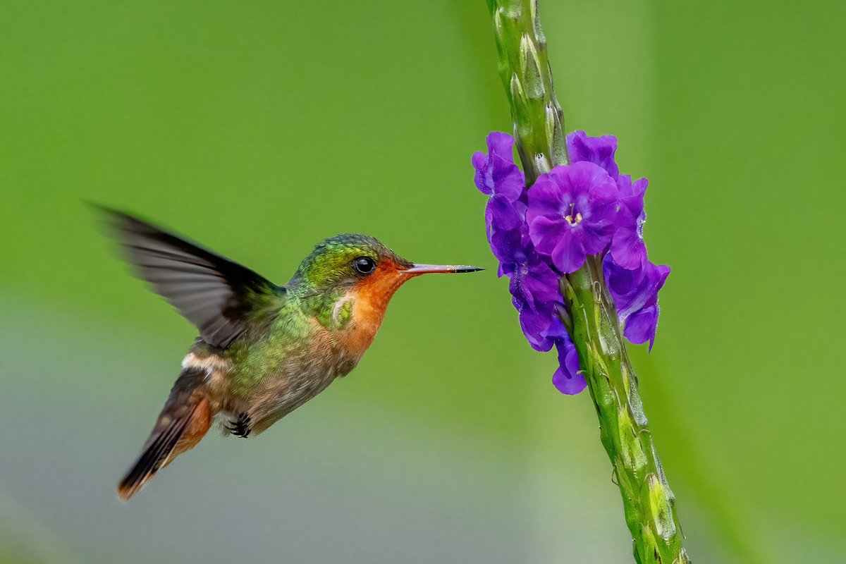 mitoGFP's tweet photo. Tufted coquette (female and male) #BirdsSeenIn2024 #birding #BirdTwitter #birdsoftrinidad #BirdsOfTwitter #birdphotography #TrinidadandTobago #Trinidad #visitrinidad @asawrightnaturecentre #hummingbird https://t.co/C0hemvivSW