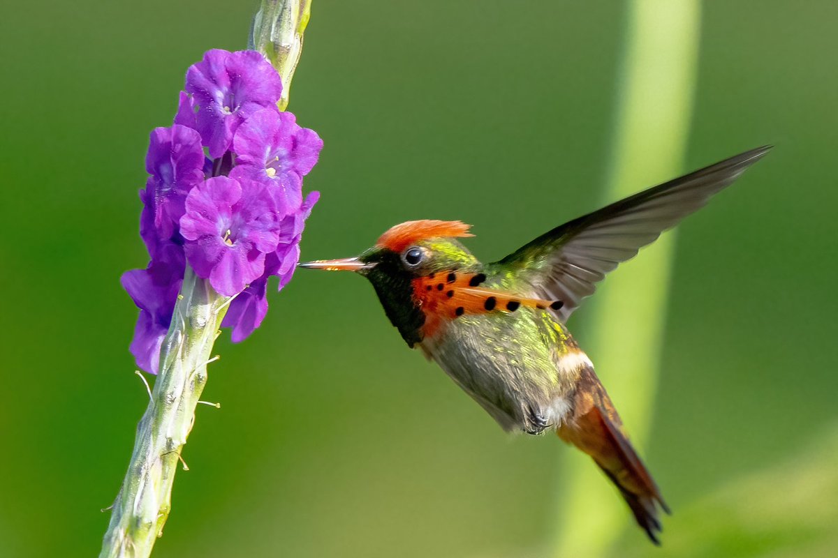 mitoGFP's tweet photo. Tufted coquette (female and male) #BirdsSeenIn2024 #birding #BirdTwitter #birdsoftrinidad #BirdsOfTwitter #birdphotography #TrinidadandTobago #Trinidad #visitrinidad @asawrightnaturecentre #hummingbird https://t.co/C0hemvivSW