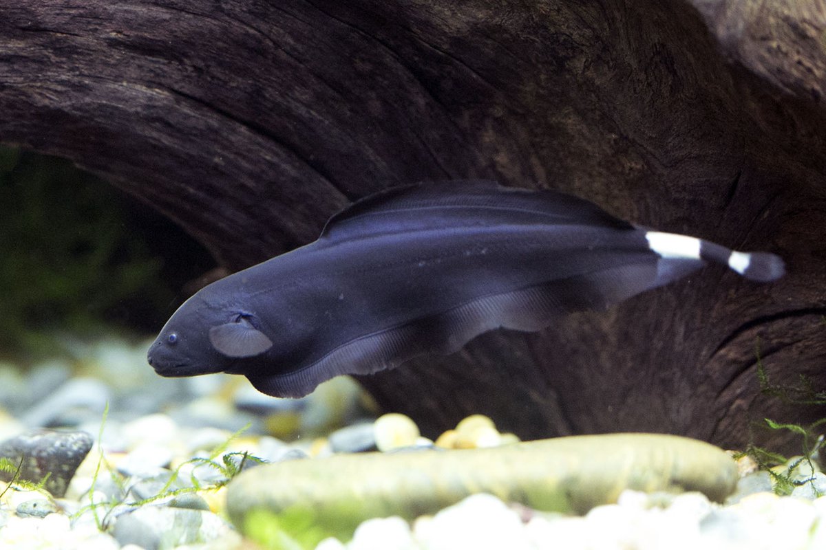 IchsAndHerps's tweet photo. A Dorsally Expressed Anal Fin in the Black Ghost Knifefish Apteronotus albifrons

by Torgersen @KevTorger, Akin, Figueiredo-Filho, Hawkins, and Albert @JamesAl0410008 

DOI link: https://t.co/L14UXNUn7l
50-day free access link: https://t.co/ckNkQFHUkC https://t.co/xoPS73TuYb