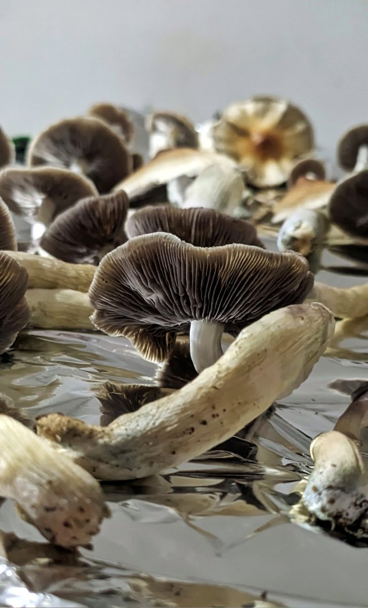 Anima_1518's tweet photo. Honguitos con psilocybe cubensis 🍄 ✨ https://t.co/uwFFDGcBut