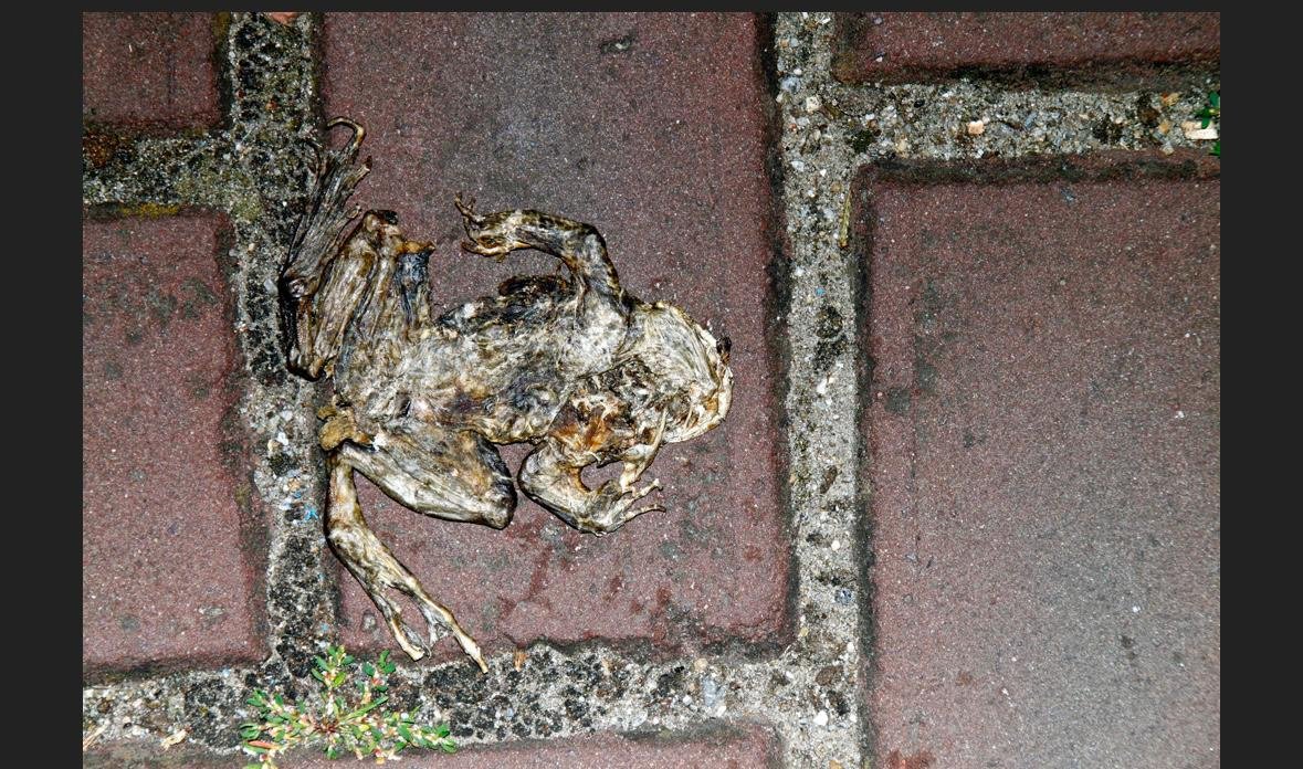 Da ist er, der Ban den man seit dem Eternal Weekend USA erwartet hat: Psychic Frog und Vexing Bauble sind raus aus Legacy. Was sagt ihr dazu? Passt das oder hätte da mehr passieren sollen? Schreibt es uns hier in die Kommentare oder kommt zum Diskutieren auf unseren Discord!