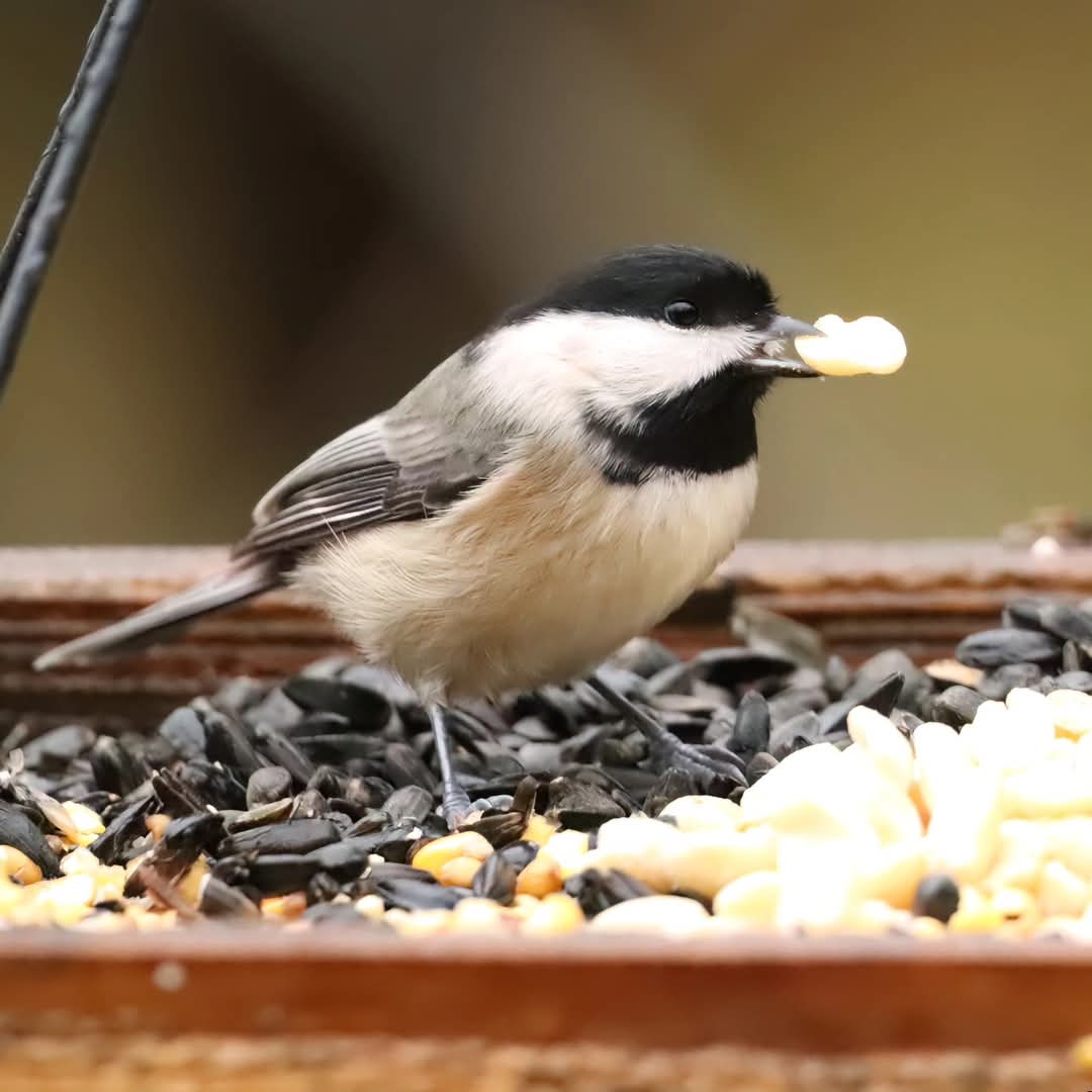 birdhouse_love's tweet photo. There was quite a frenzy at the feeder when the shelled peanuts arrived...
#chickadees #chickadee #birdlife #chickadeeantics #birding #backyardwonderland #birds #backyardbirding #ohiobirding #ohiobirdworld #birdsofohio #backyardwonders #birdlovers #ohiobirdlovers https://t.co/tFkpjGXdCZ