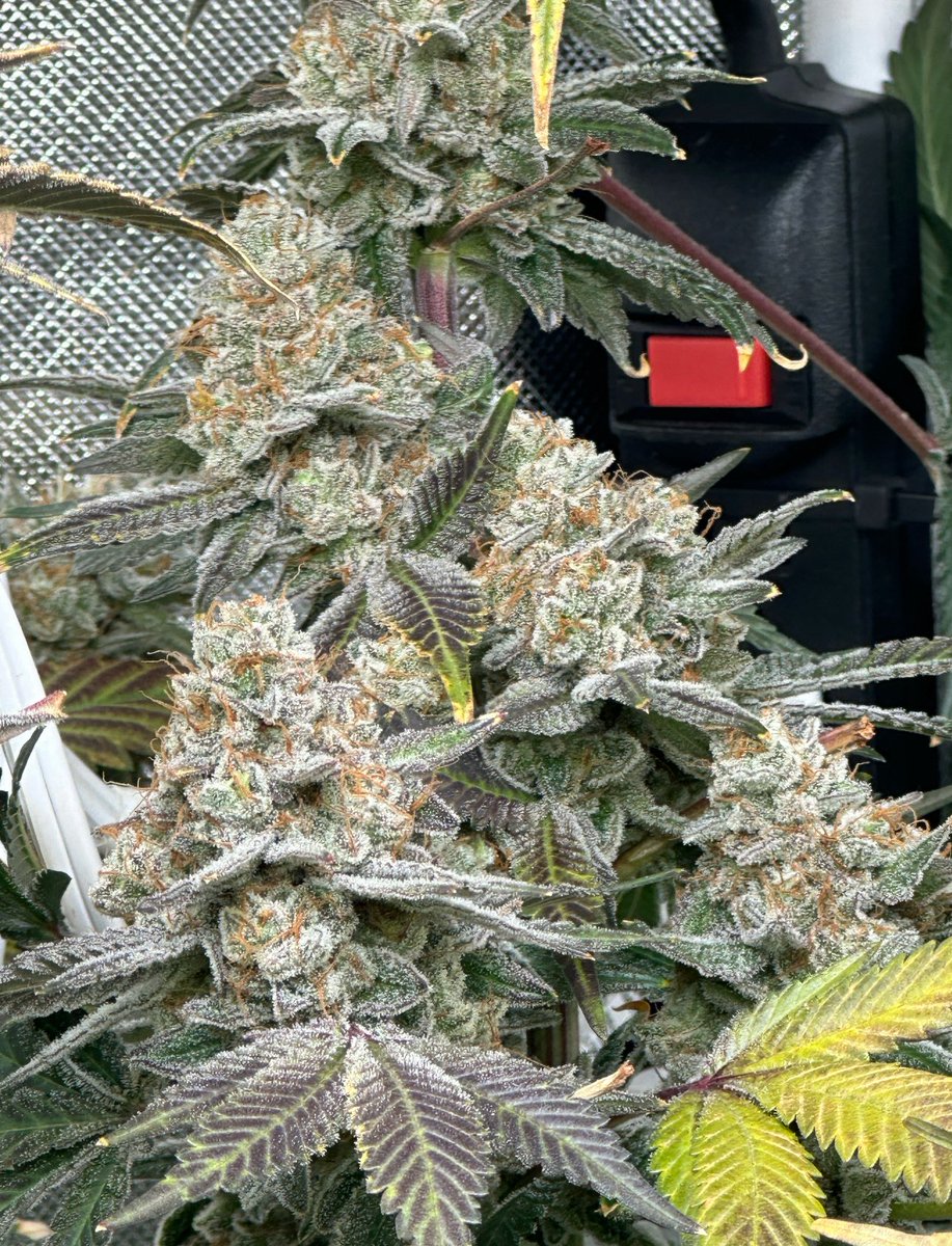 truleaf3's tweet photo. Our panty dropper come get some https://t.co/Vsi3zVXa6l