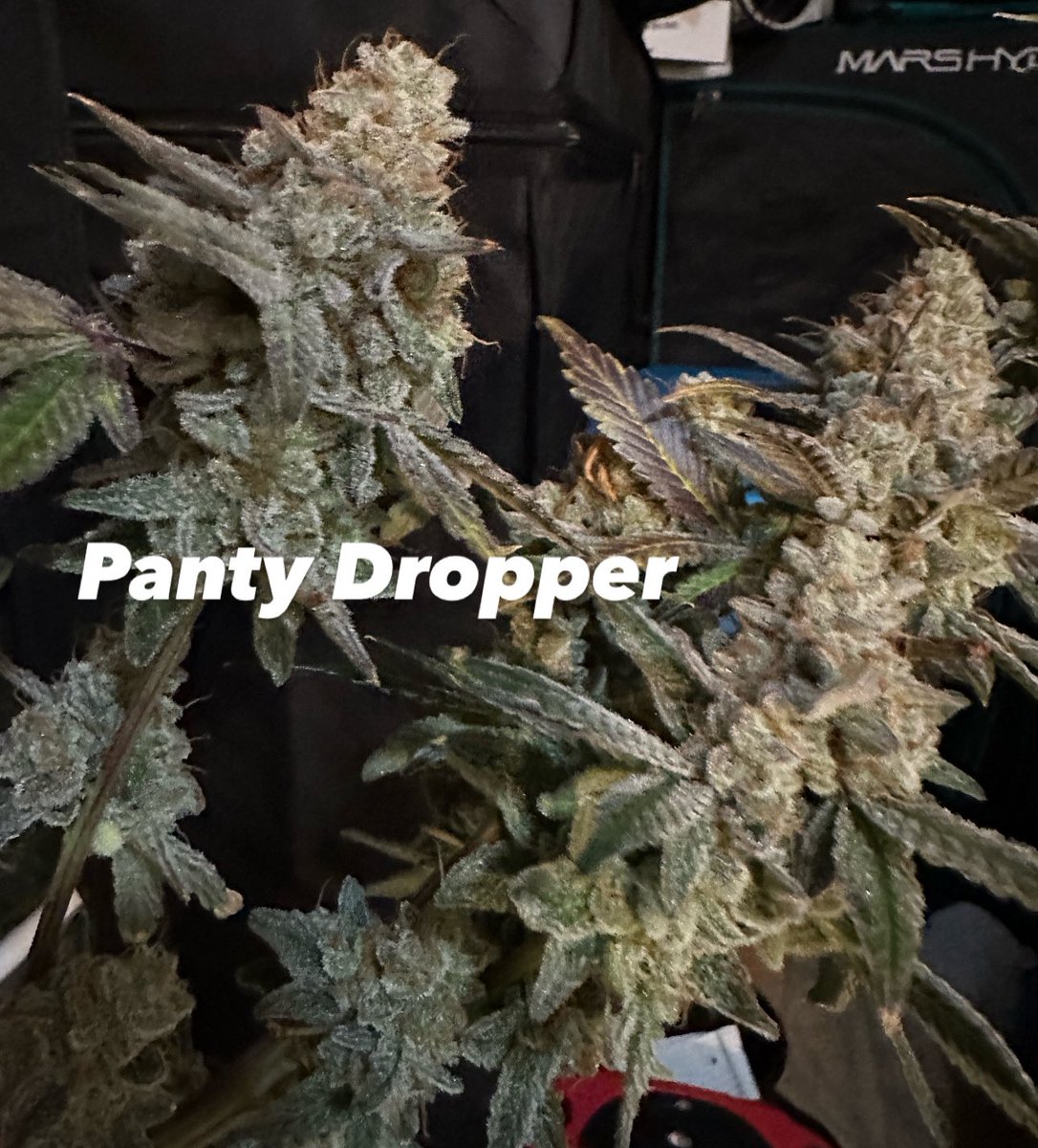 truleaf3's tweet photo. Our panty dropper come get some https://t.co/Vsi3zVXa6l
