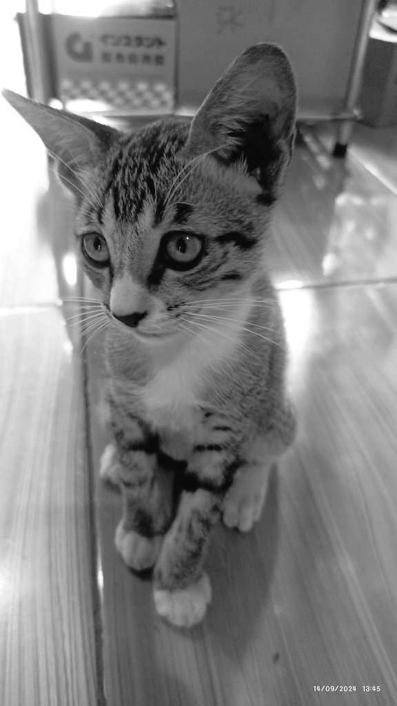 mrazure12's tweet photo. Hari ini kehilangam seekor kucing bernama #bapung.. Sedih😭😭😭
See you my lovely 😺😺😺 https://t.co/yjq8EwVCkR