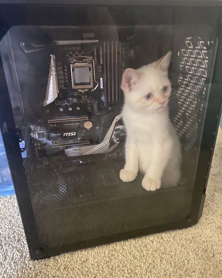 PostsOfCats's tweet photo. bro is the power source https://t.co/Eru0iBivEa