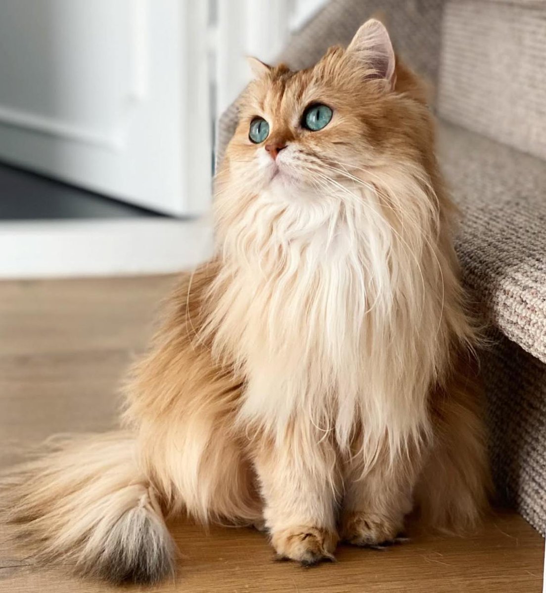 Smoothie The Cat tweet media