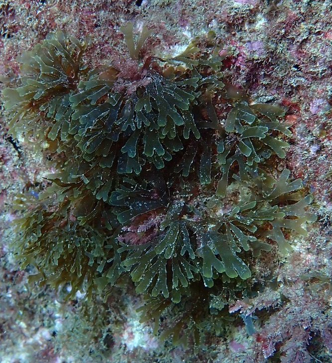 GalaSoilapolla's tweet photo. 🔴Detectada al Port Olímpic de Barcelona una preocupant alga 🌱asiàtica altament invasora
L'alga 'Rugulopteryx okamurae' s'havia detectat a Llançà a l'estiu i hauria arribat a Barcelona amb embarcacions d’esbarjo

https://t.co/8ACwiLgVz8 https://t.co/33A9qOpkuE