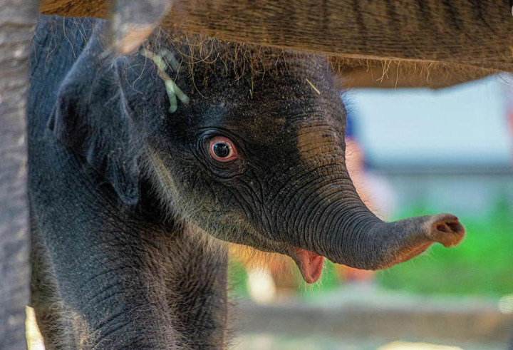 $Kirby 😍

Nouvel article sur le bébé éléphant🐘🐘🐘 

msn.com/en-au/news/oth…