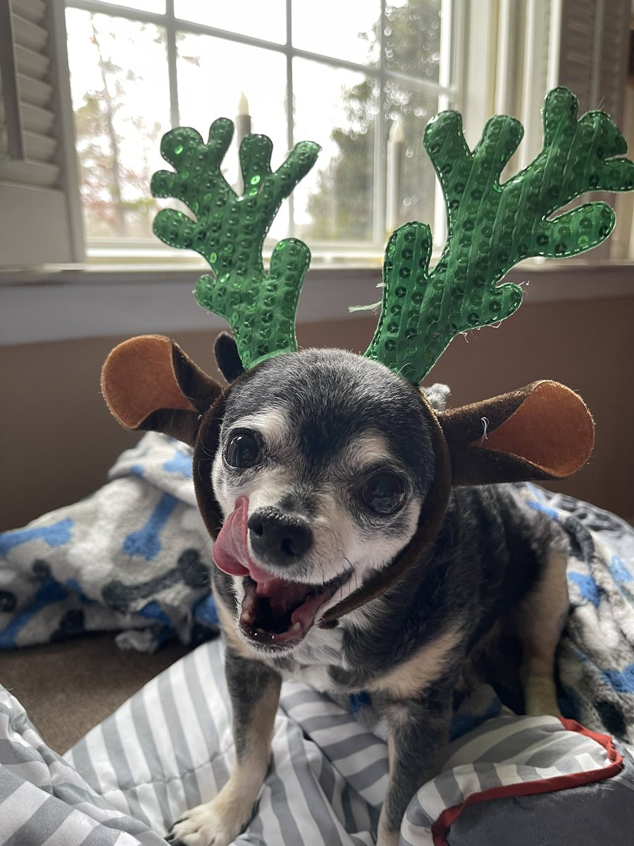 sasysquatchgirl's tweet image. Practicing for those Christmas pictures…
#seniordogs #rescuedog #AdoptDontShop #Christmas
