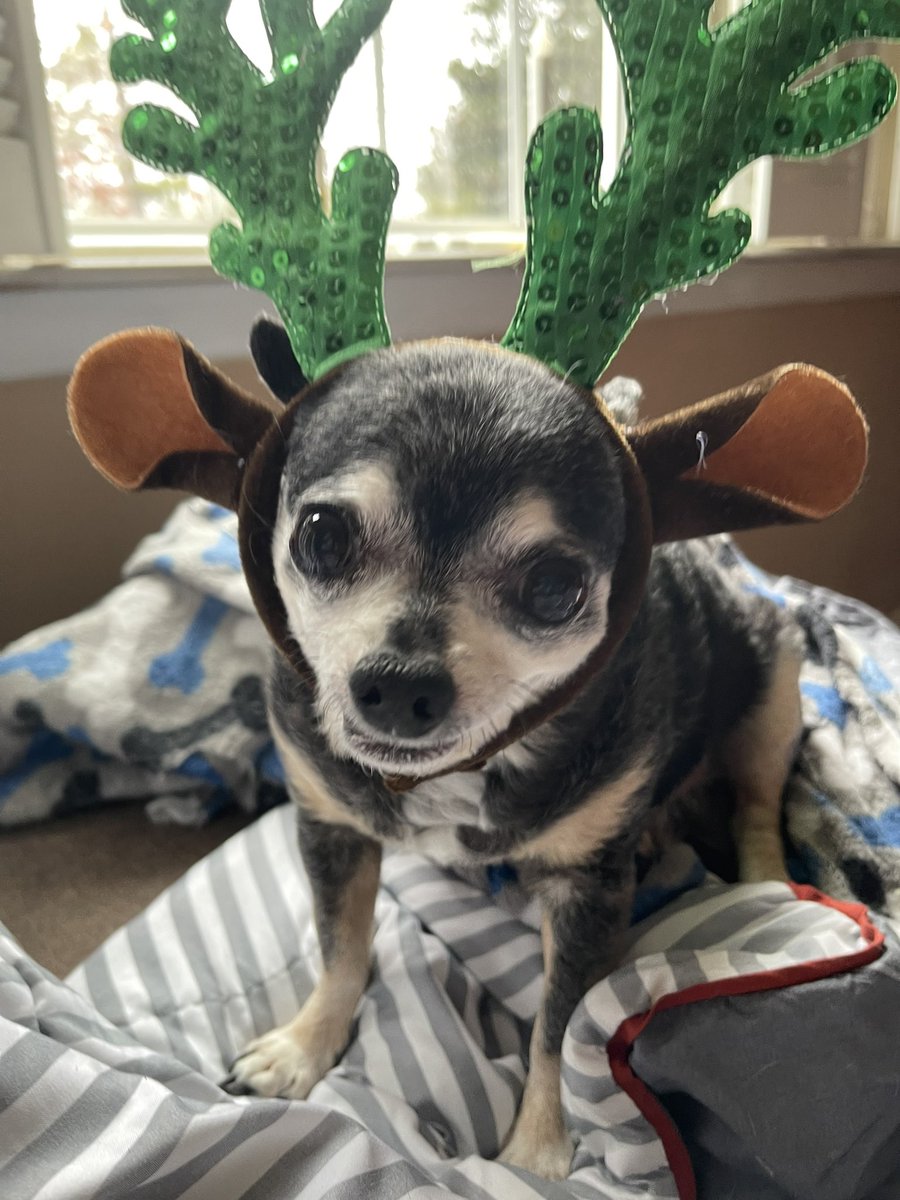 sasysquatchgirl's tweet image. Practicing for those Christmas pictures…
#seniordogs #rescuedog #AdoptDontShop #Christmas