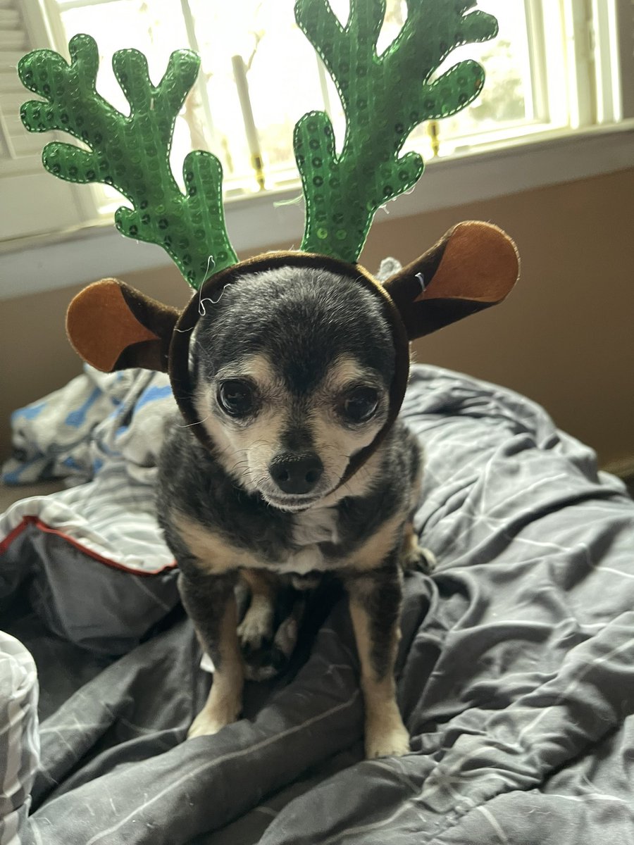 sasysquatchgirl's tweet image. Practicing for those Christmas pictures…
#seniordogs #rescuedog #AdoptDontShop #Christmas