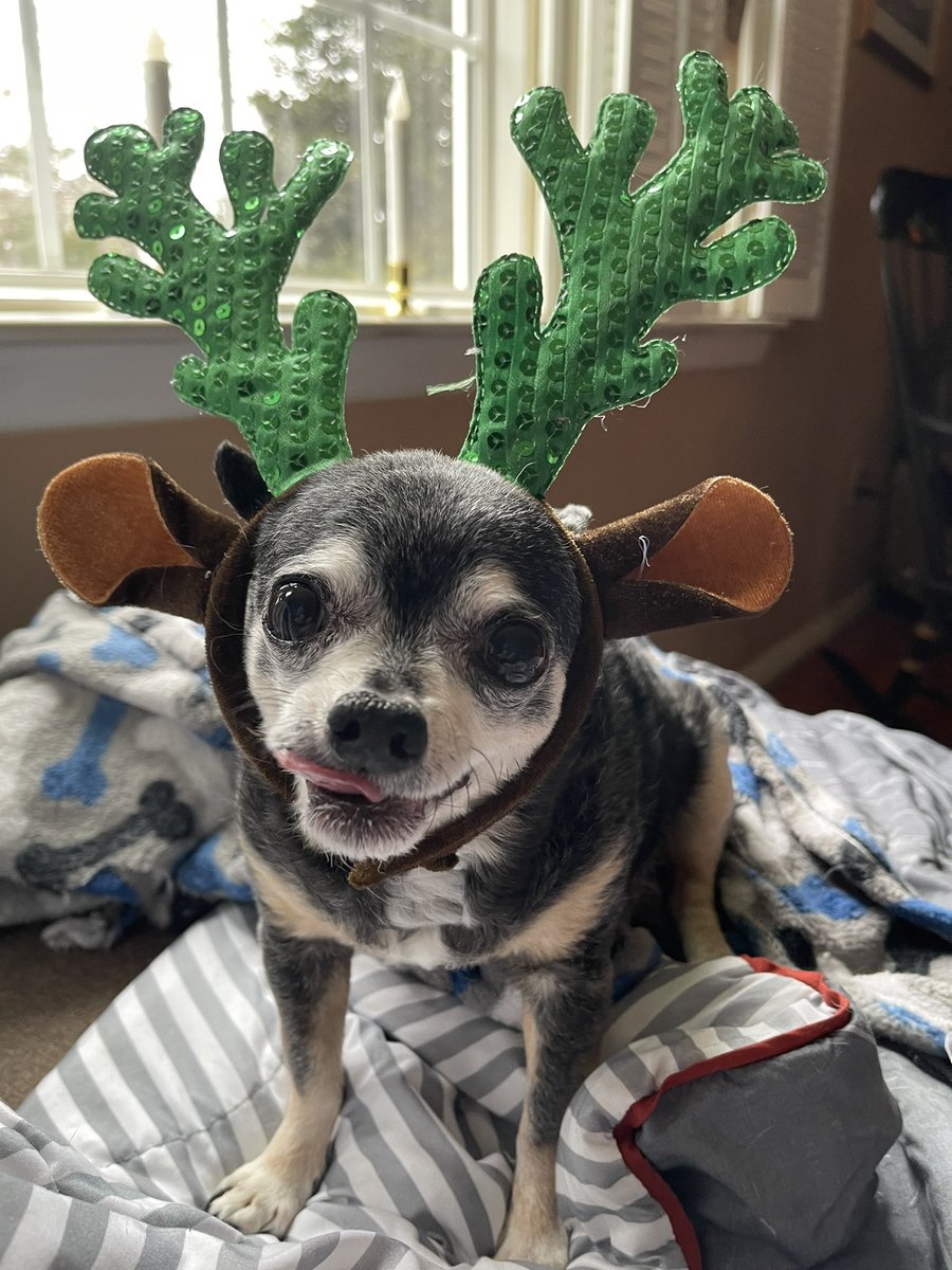 sasysquatchgirl's tweet image. Practicing for those Christmas pictures…
#seniordogs #rescuedog #AdoptDontShop #Christmas