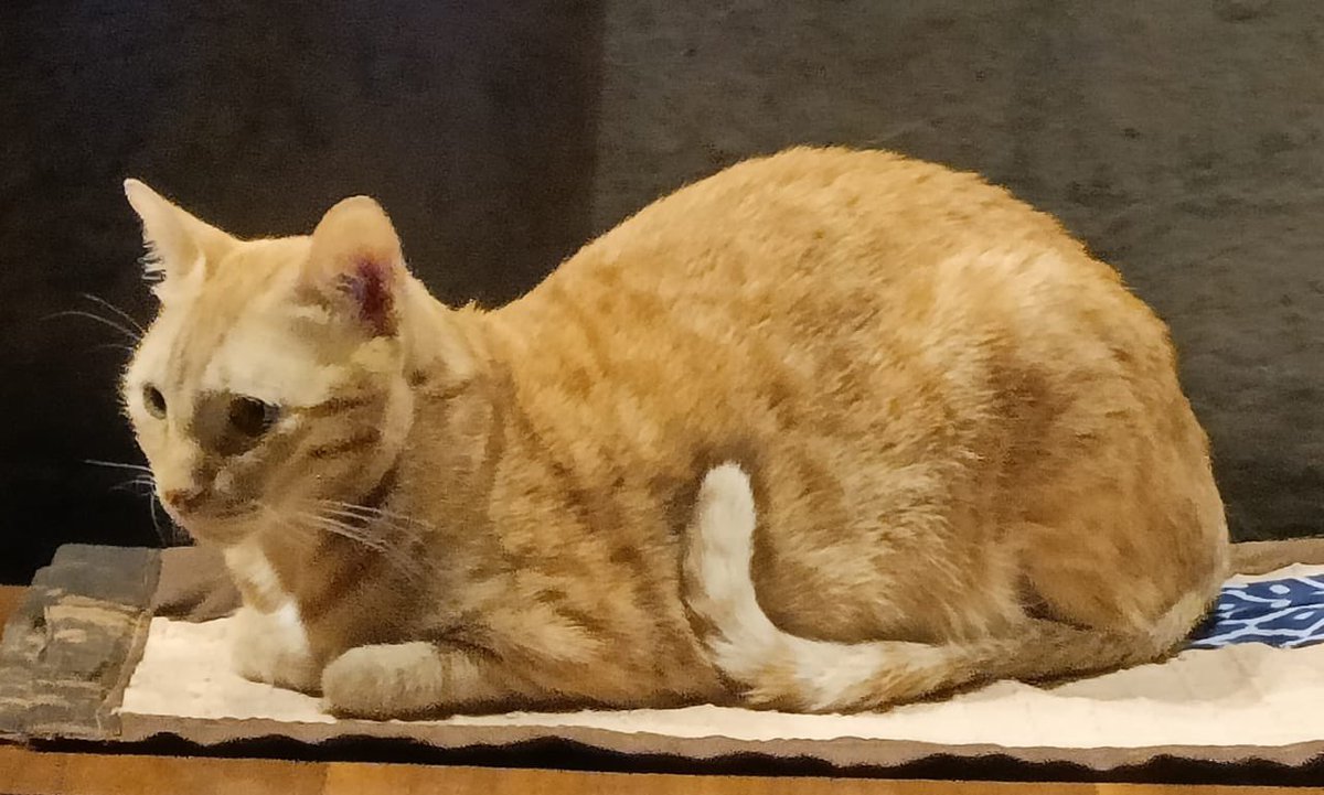 who_nisha's tweet image. How #RioVersion keeps his very long tail 😂😂💜 That’s just one of his dozen seat-mats btw, at home. So that bro doesn’t hv to sit on cold surfaces 😁 
#PamperedCat #TailTuck