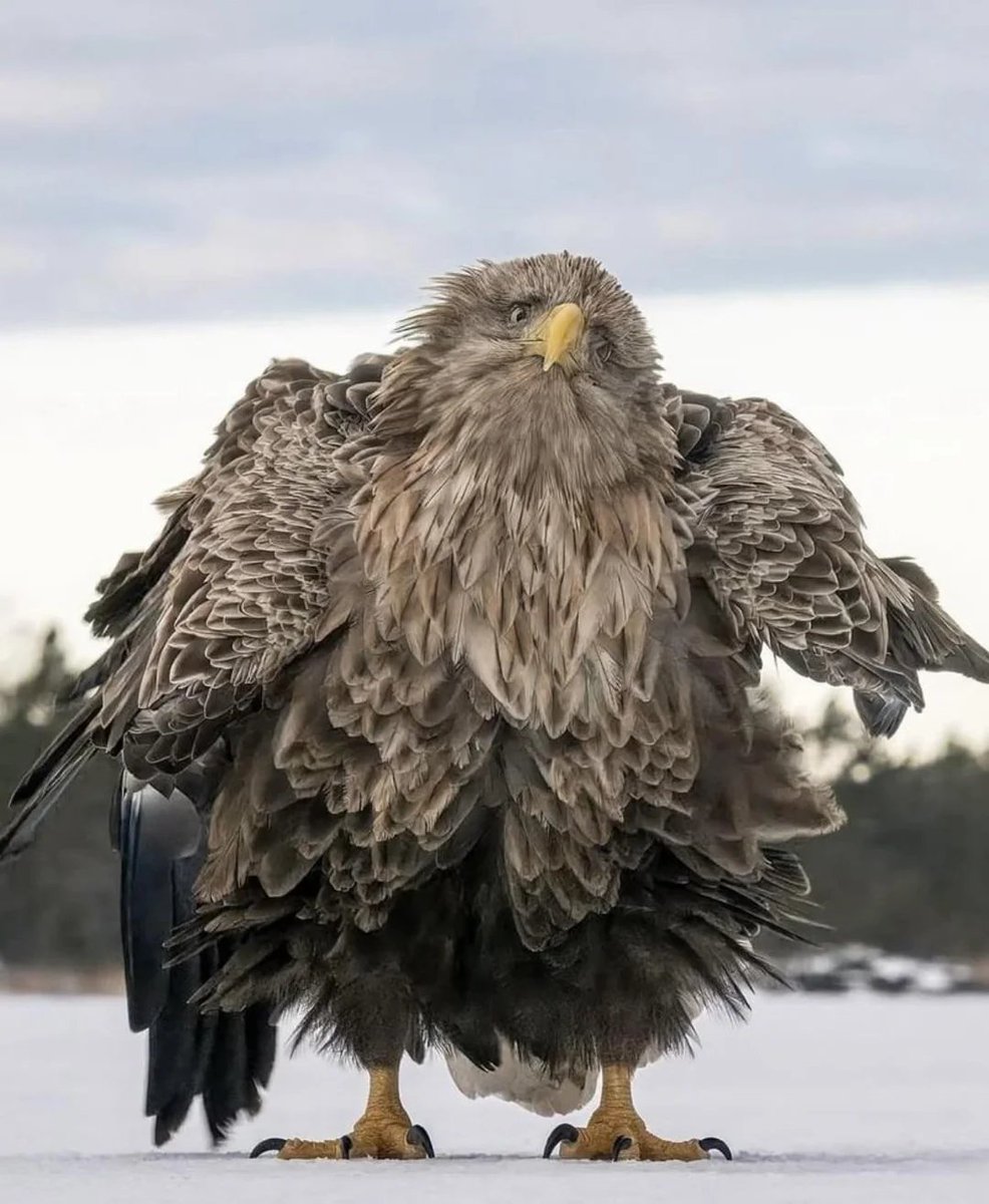 JoN_TM's tweet image. Гваделупский лохматырь