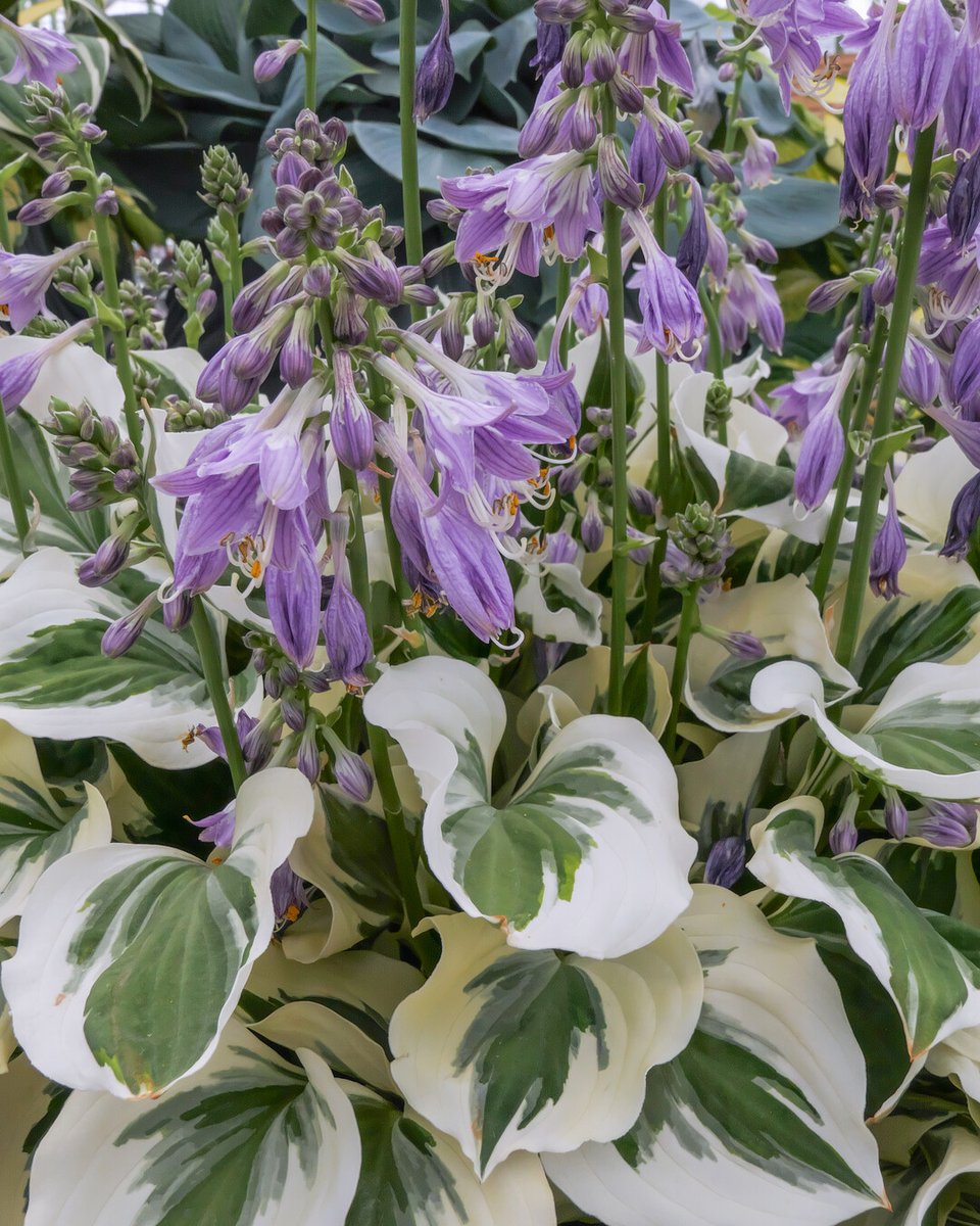 Hosta’s zijn een droom voor schaduwtuinen! Met hun weelderige blad en prachtige patronen voegen ze elegantie toe aan elke tuin. 🌱 im.nu/55eHU3 #HostaLiefde #Hosta #SchaduwTuin #VastePlanten #PerennialPower