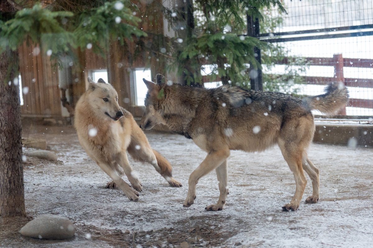 ハイイロオオカミ