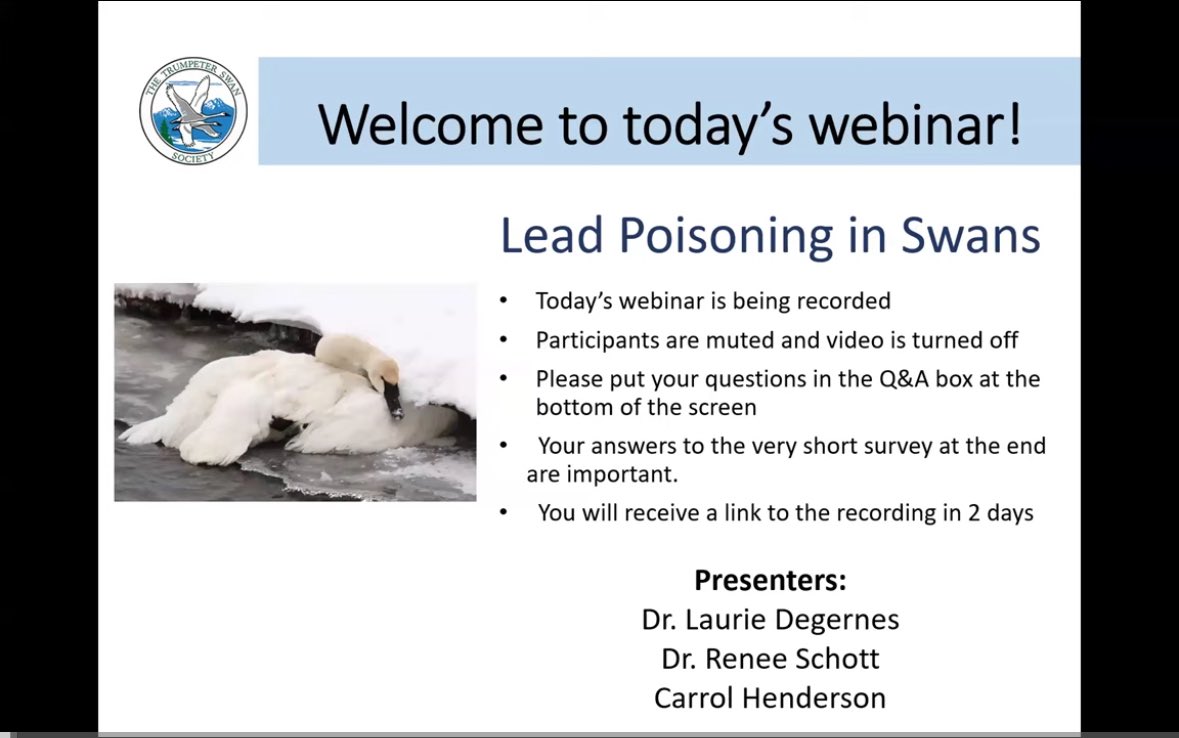 mccoughlin's tweet photo. Video now available for our latest TTSS webinar, Lead Poisoning in Trumpeter Swans. Informative session that puts critical attention on this important issue. 

https://t.co/PTFhIENOik?... 

#leadpoisoning #trumpeterswans #environmentalawareness #trumpeterswansociety #birding https://t.co/M5XEzm37qV