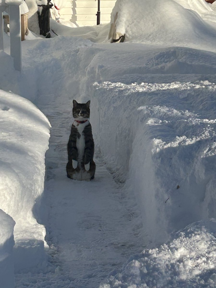 RandiNaughton's tweet photo. Some prarie doggin' action from my sister @camilian14 cat.
She cleared a path for them after a big snow near #Buffalo in Elma, NY.
Snow big deal!
🤣
@NWSBUFFALO
#wnywx 
#bufwx https://t.co/h3IEOpeFzI