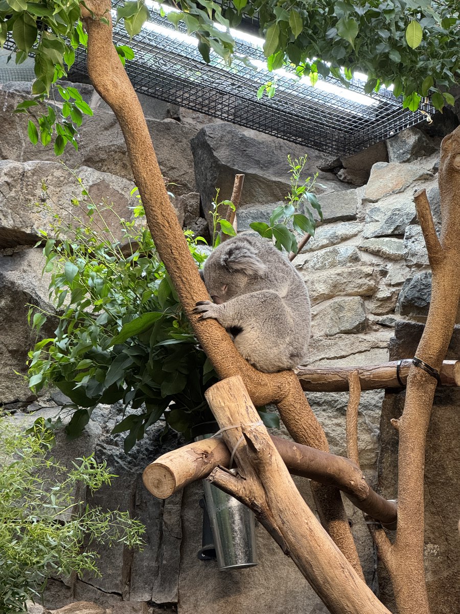 sleepy sweet  #edinburgh zoo