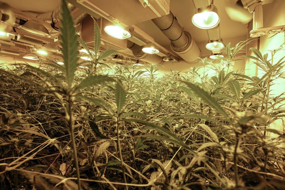 Man uit Griekenland schuldig aan hennepteelt in 't Harde