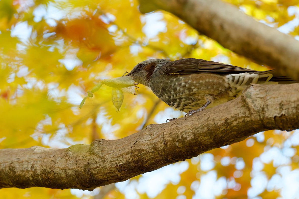 hama_yuu2003's tweet image. 昨日はカマキリを捕食したヒヨドリにも会えました。

#ヒヨドリ
#野鳥写真
#photolab8