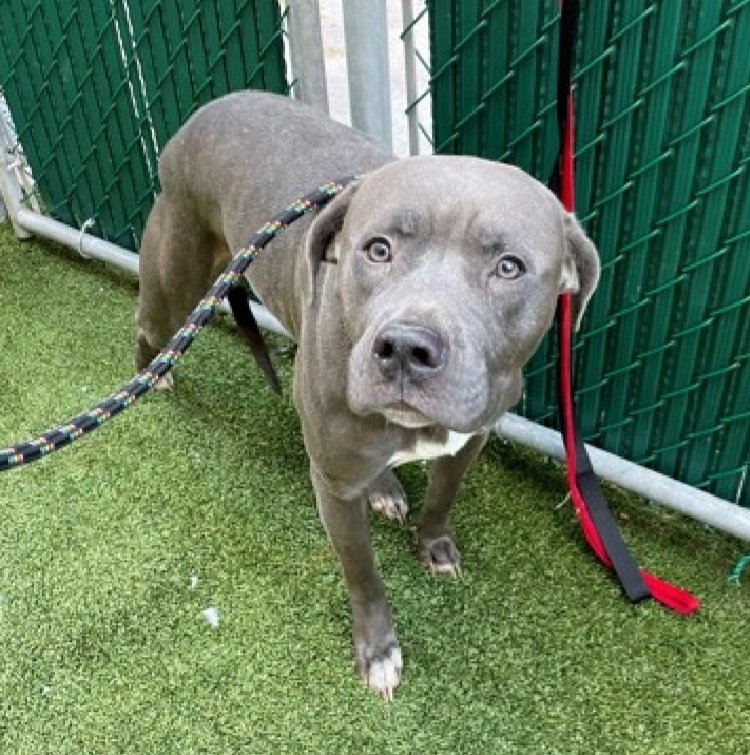 Shiver Me Timbers 215641
Relisted TBK 12/17
#NYCACC 
He is only 4 yrs old
Very shy and trembling when approached by handlers
Trying to be brave
Has CIRDC 🚑
Please help save Shiver Me Timbers!
nycacc.app/browse/215641
#Pledge4Rescue #foster #adopt