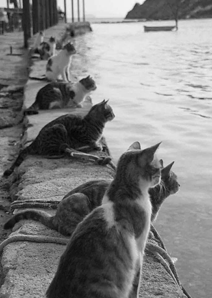 Cats in Greece in 1970 before the Islamic revolution in Iran in 1979