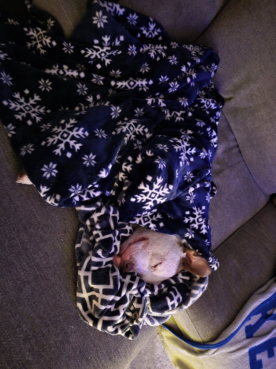 Squantoon's tweet photo. Also I rarely post anymore cause this place is dogshit BUT I got a doggy 😭 https://t.co/x6AA099Wlw