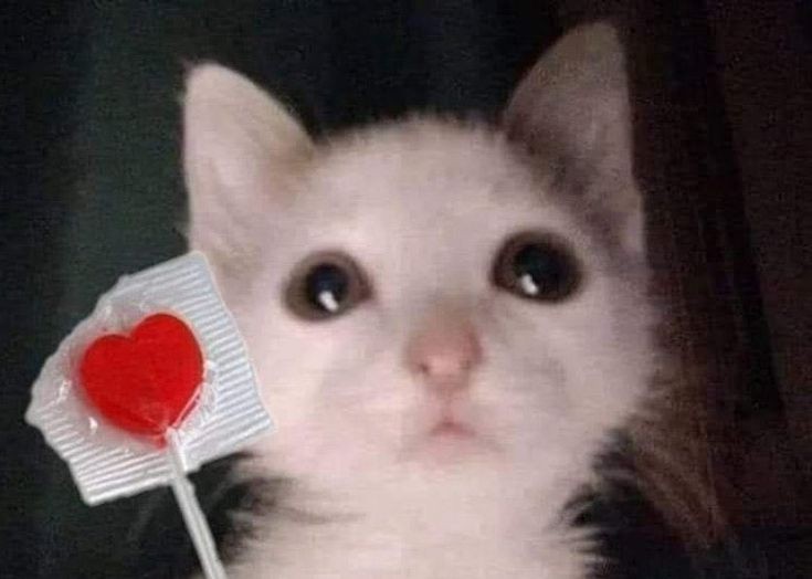 ARIHANTDEV13's tweet photo. Kinda crazy how much I used to interact with people on here 

Honestly feels like I am gonna slowly and slowly completely detach from this site soon 

I'll miss talking to y'all for all these years if it comes to that https://t.co/T3KKal7jS4