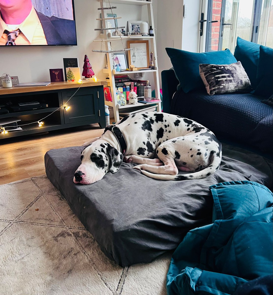 52kg of pooch 
And he’s utterly adorable ☺️ 
#GreatDane