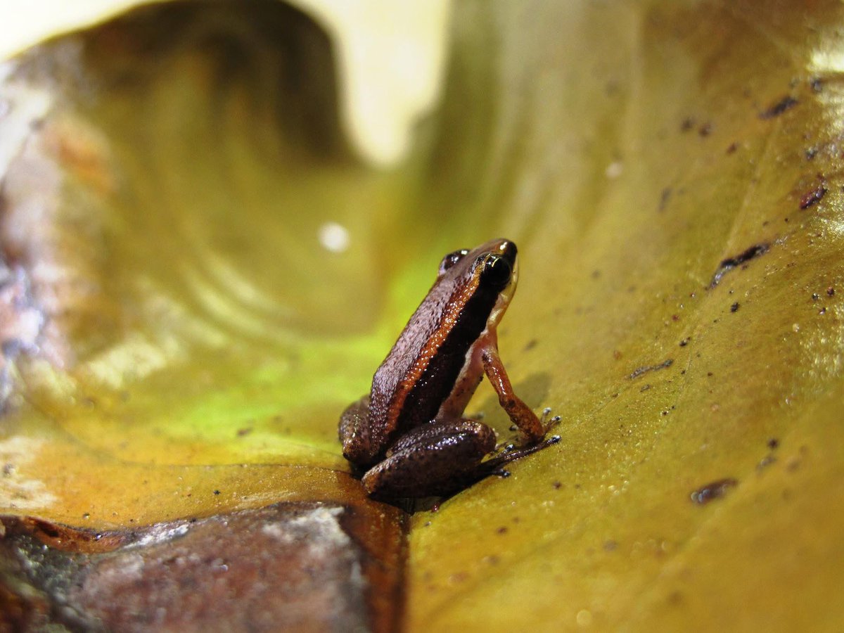 🚨 New article alert 🚨 Maia, GF. et al. (2024). Cryptic diversity and historical biogeography of a nurse-frog species complex (Allobates tinae): insights on biotic diversification in Brazilian Southwestern Amazonia. Zoologica Scripta doi.org/10.1111/zsc.12…