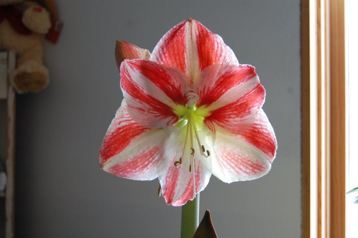 Are you growing an amaryllis this year?  Start amaryllis bulbs now for blooms in the New Year.