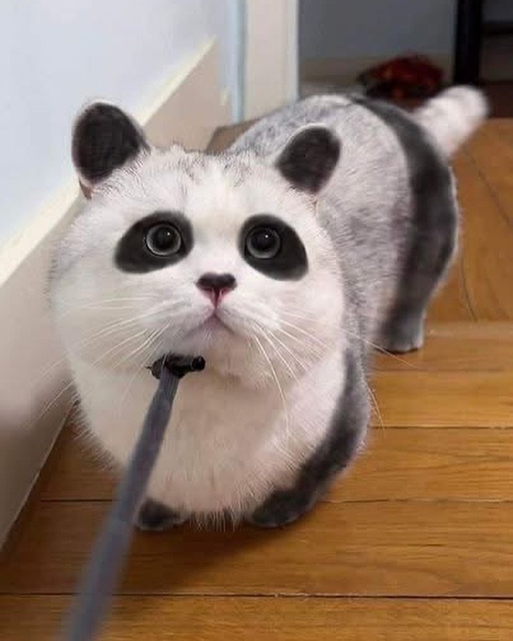 WeAssessCats's tweet photo. Panda cat https://t.co/oWQjdfBsDK