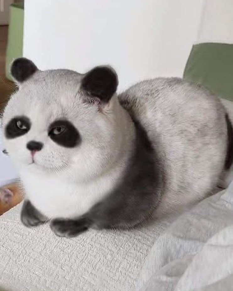 WeAssessCats's tweet photo. Panda cat https://t.co/oWQjdfBsDK