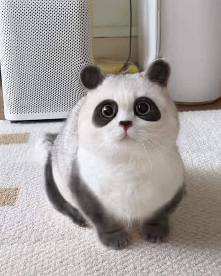 WeAssessCats's tweet photo. Panda cat https://t.co/oWQjdfBsDK