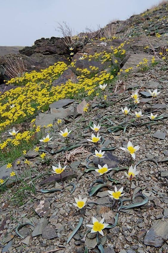 Untamedpath's tweet photo. A burst of spring in the mountains! Delicate white and yellow tulips bloom amidst a carpet of golden wildflowers. #wildflowers #mountainspring #tulips #naturephotography https://t.co/Et0BwRwj0n