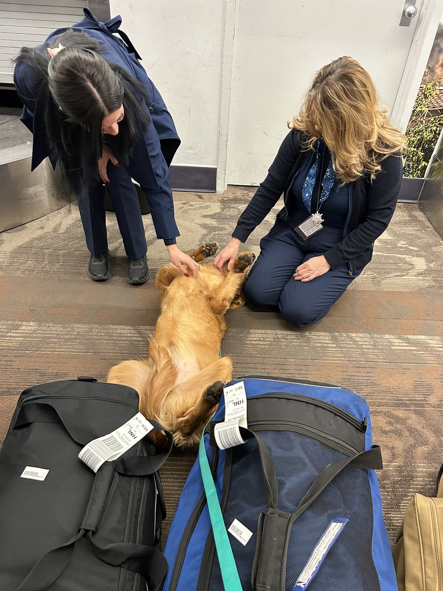 oldgradcandleco's tweet photo. Alaska Airlines is making Tate feel right at home.  Thanks for being so kind to our flying fur-ball. @AlaskaAir @TSA @Myancey007 @traveloneworld https://t.co/m2CjOwpk2y