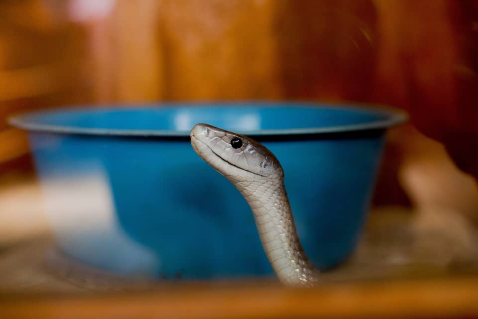 CCRwanda2024's tweet photo. Slither into the weekend with a surprise! 🐍🔍

Did you know you could encounter this fascinating creature at the Kandt Museum? 🐍 As we wind down the year, let's take a moment to appreciate the rich history and biodiversity of our beautiful country. https://t.co/EqScWcvh72