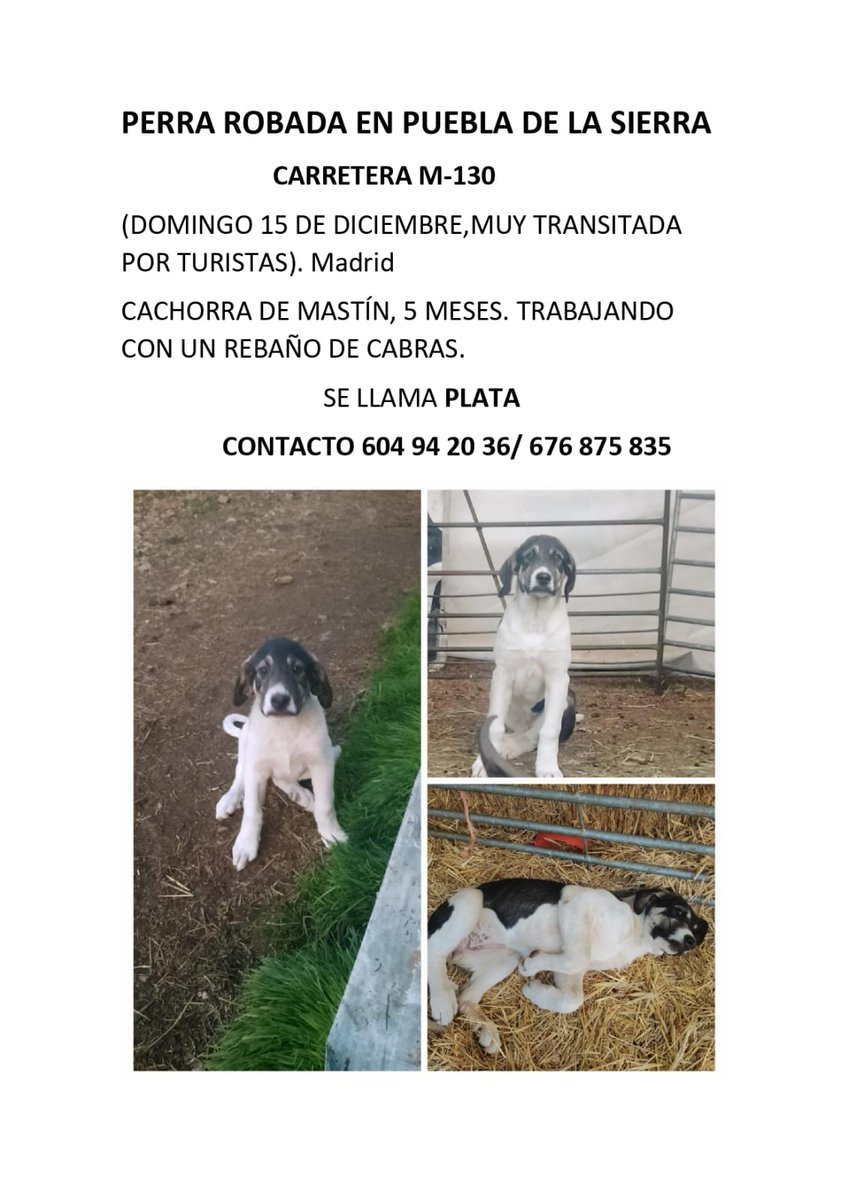 The Cábrer 🪶🏇🏼🐏🐑🐑🐑🐐🐕‍🦺🐕‍🦺🪶 tweet media