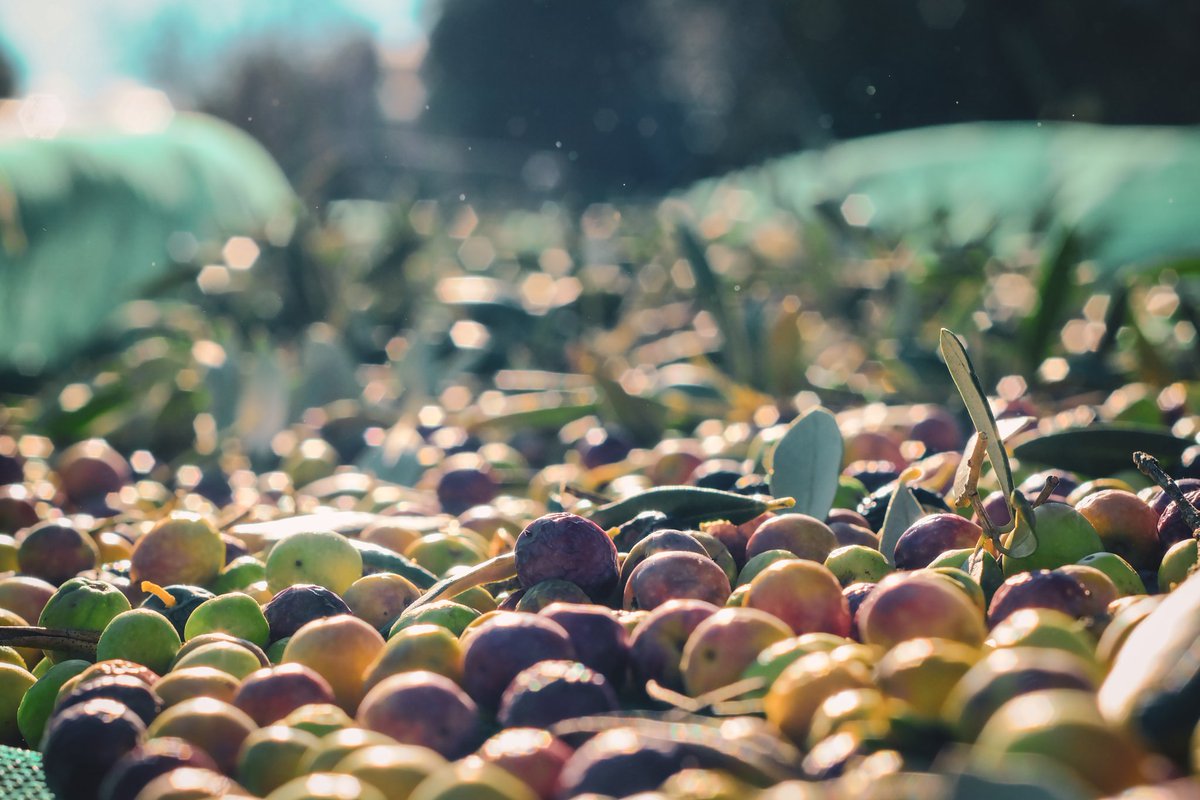 Arriba el fred.

Moment d'encendre el foc.

Moment, també, d'anar a collir olives, un esdeveniment que encara es repeteix, any rere any, a moltes de les cases de les ruralitats catalanes. Com aquelles tradicions que no les pots deixar anar.