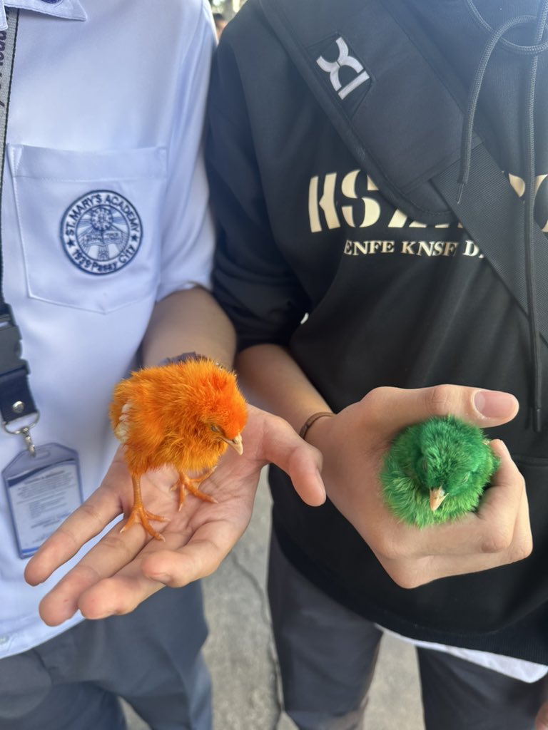 KstrLgzo's tweet photo. Kwek and cabbage https://t.co/GIenipa69R