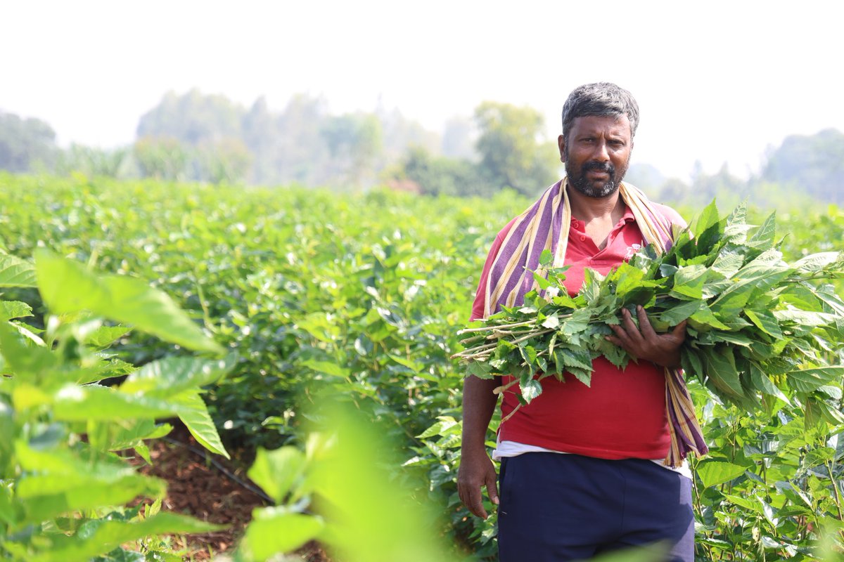 KgfMgnrega's tweet photo. ರೇಷ್ಮೆಯಿಂದ ರೈತನ ಬದುಕು ಸುಸ್ಥಿರ

ಉದ್ಯೋಗ ಖಾತರಿ ಯೋಜನೆಯಡಿ ಹಿಪ್ಪುನೇರಳೆ ಬೆಳದುಕೊಂಡು ಬದುಕು ಕಟ್ಟಿಕೊಂಡ ರೈತ ಉಮೇಶ್

ಸ್ಥಳ : ಜಯಮಂಗಲ ಗ್ರಾಮ. ಟಿ ಗೊಲ್ಲಹಳ್ಳಿ ಗ್ರಾ.ಪಂ, ಕೆ.ಜಿ.ಎಫ್ ತಾಲ್ಲೂಕು, ಕ��ಲಾರ ಜಿಲ್ಲೆ
@MgnregsK @PriyankKharge @KarnatakaVarthe @CMofKarnataka https://t.co/yQckczqpNv