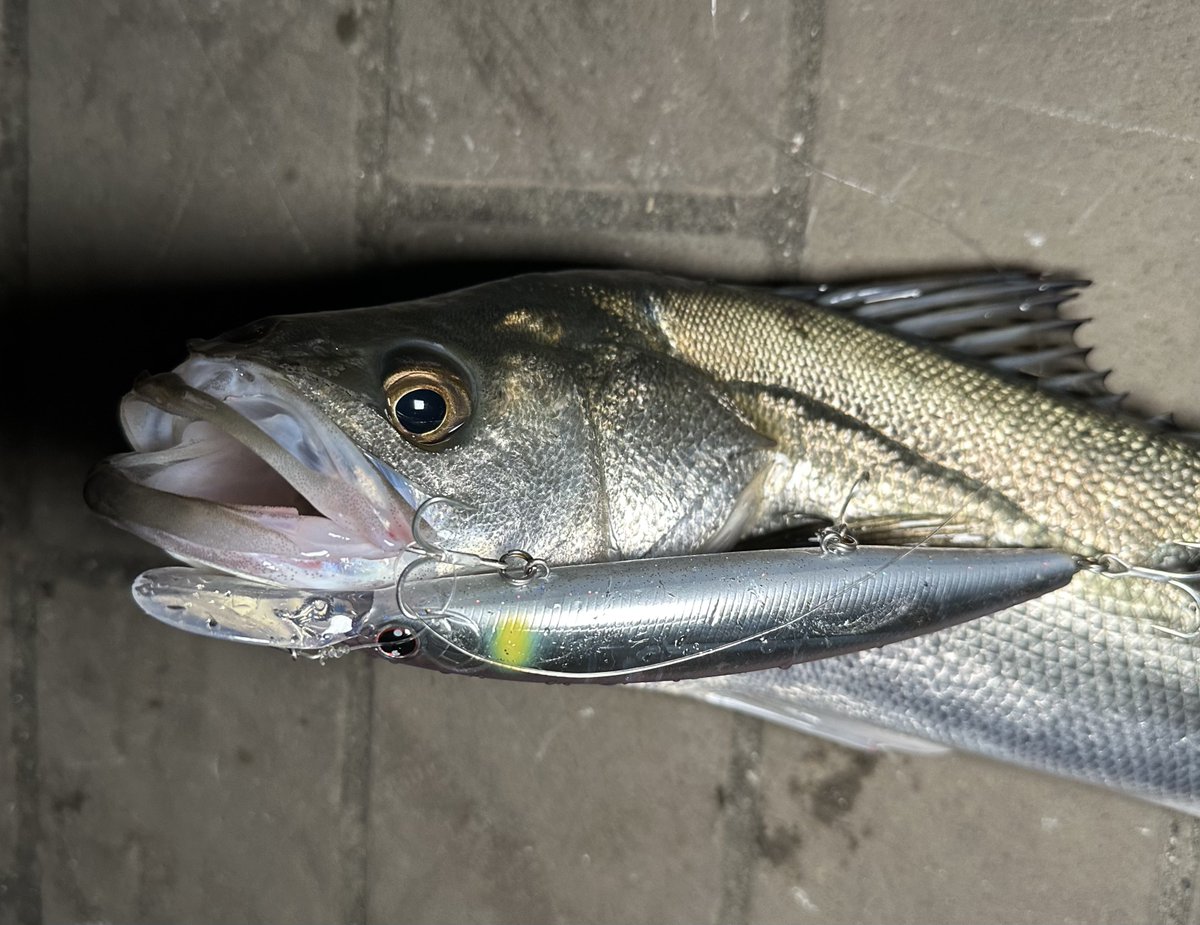 s962222's tweet photo. サイズダウンも今日もなんとか1匹🐟
#マイワシ #セットアッパー #ダイワ #オヌマン https://t.co/fmTOZWtlqw