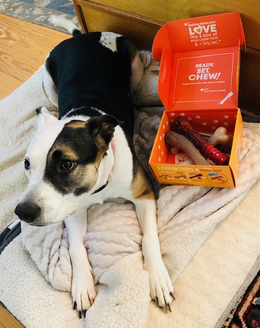 lisaburkin's tweet photo. Foster girl Lena & I send a big thanks to our mystery follower who sent a holiday gift of love from Lena's Amazon wish list! Lena loves these #Nylabones & we really appreciate the support!
https://t.co/8jOHo4mKtz https://t.co/xD0uXkjSlu