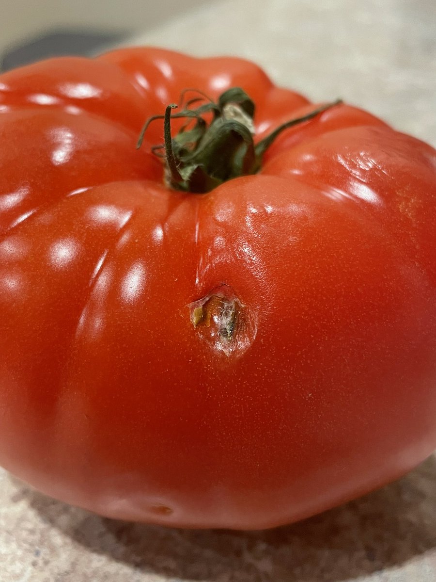 andimattone's tweet photo. @kroger I’m really sick and tired of getting fruit and then finding out it’s moldy. I got 2 things of raspberries yesterday and I had to throw them away and request a refund. And I had to toss out a tomato bc that was moldy too https://t.co/FjcgfNAwIA