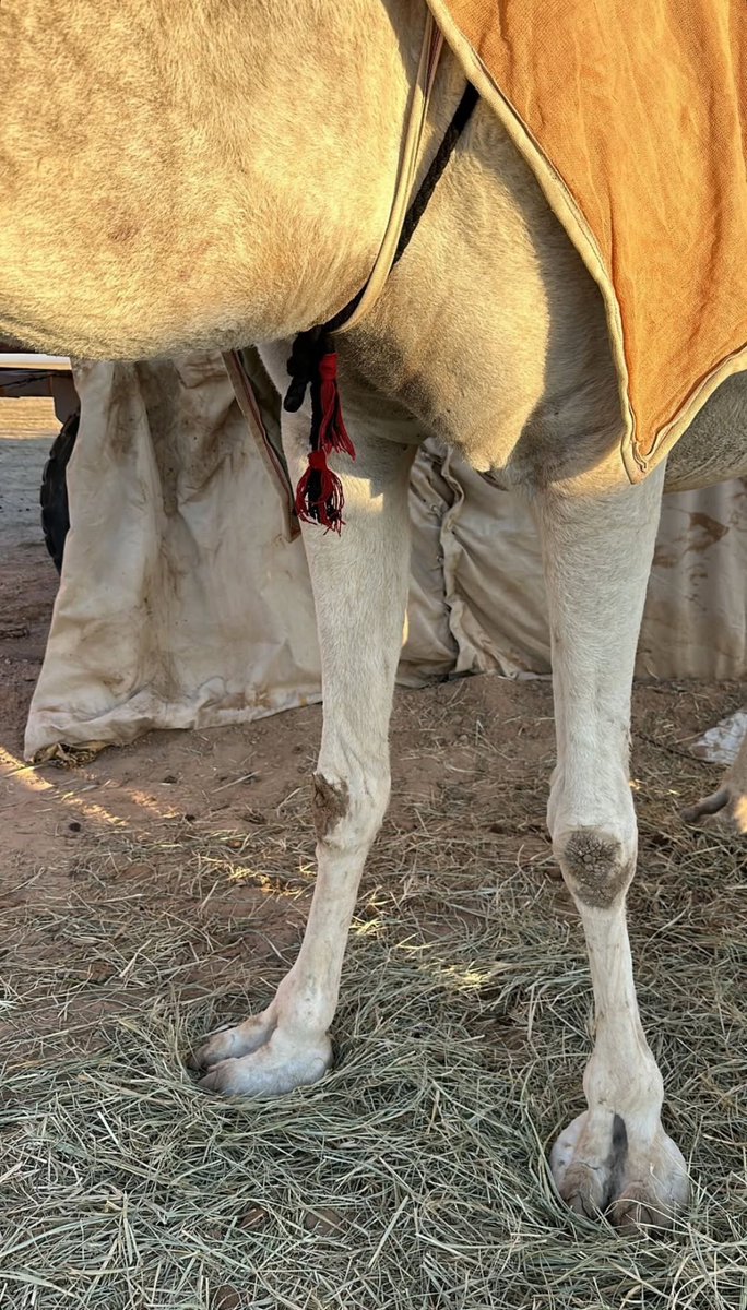 معي قلب لكن غير صالح للاستخدام
بقايا مشاعر في طرف منزلٍ خالي
.
مساء البرد ⛄️👌